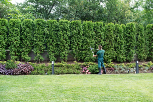 Best Sod Installation  in Galena, KS