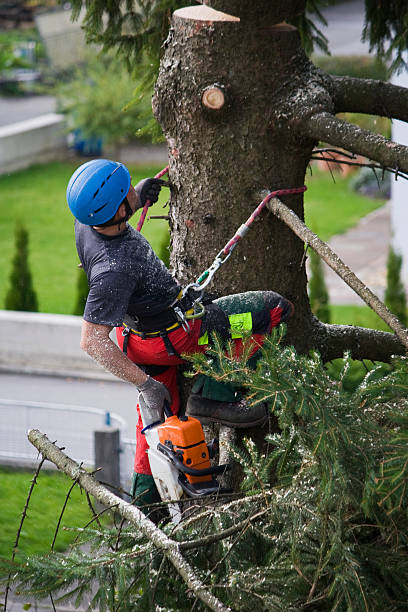 Best Root Management and Removal  in Galena, KS